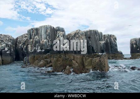 Les oiseaux marins nichant sur une falaise sur les îles Farne, Northumberland, Angleterre Banque D'Images