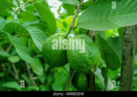 La goyave vert fruit hanging on tree in agriculture ferme du Bangladesh en saison de récolte Banque D'Images