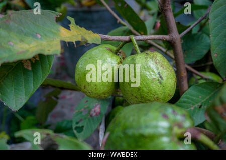 Les jeunes fruits goyave vert s'accrochent à l'arbre de la goyave. La goyave fruits sur les arbres du jardin prêt pour la récolte Banque D'Images