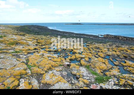 Une sterne arctique nichoir sur des roches couvertes de lichen l'intérieur de l'île de Farne, Northumberland, Angleterre Banque D'Images