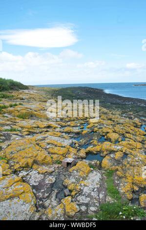 Une sterne arctique nichoir sur des roches couvertes de lichen l'intérieur de l'île de Farne, Northumberland, Angleterre Banque D'Images