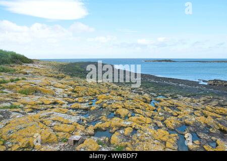 Une sterne arctique nichoir sur des roches couvertes de lichen l'intérieur de l'île de Farne, Northumberland, Angleterre Banque D'Images