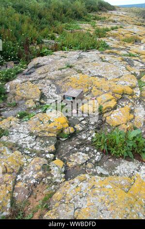 Une fiducie nationale nichoir pour les sternes arctiques sur l'île de Farne intérieure, Northumberland, Angleterre Banque D'Images