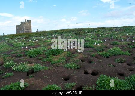 Les macareux nichant sur l'île de Farne intérieure, Northumberland, Angleterre Banque D'Images