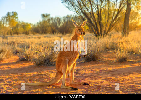 Vue latérale du kangourou rouge, Macropus rufus, debout sur le sable rouge de l'outback de l'Australie centrale. Dans le Territoire du Nord marsupial Australien, rouge Banque D'Images