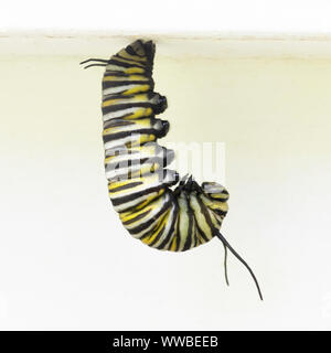 Monarch Butterfly caterpillar en J avant de former la forme chrysalide. Banque D'Images