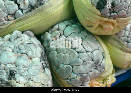 Huitlacoche (champignon maïs mexicains) au cours du marché Banque D'Images