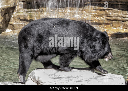 Ours noir d'Asie. Marcher vers la droite avec des cascades à l'arrière-plan. Banque D'Images