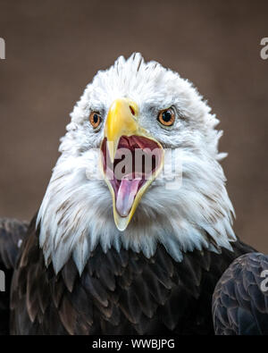 New York, États-Unis, 14 septembre 2019. Un pygargue à tête blanche (Haliaeetus leucocephalus) est affiché lors de l'Assemblée Raptor Fest événement organisé par le New York Cit Banque D'Images