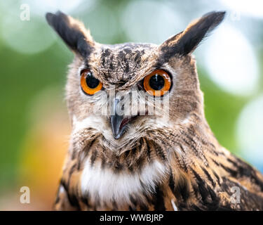 New York, États-Unis, 14 septembre 2019. Un grand-duc d'Amérique (Bubo virginianus) est affiché lors de l'Assemblée Raptor Fest organisé par la New York City Banque D'Images