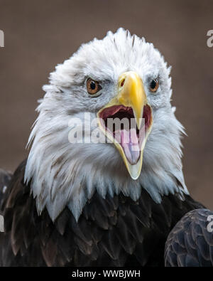 New York, États-Unis, 14 septembre 2019. Un pygargue à tête blanche (Haliaeetus leucocephalus) est affiché lors de l'Assemblée Raptor Fest événement organisé par le New York Cit Banque D'Images