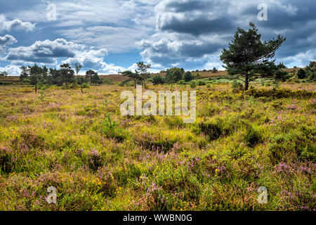 Aylesbeare Common, une zone d'Pebblebed Heath dans l'est du Devon, Royaume-Uni. Banque D'Images