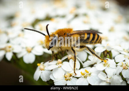 Colletes hederae Ivy (BEE) Banque D'Images