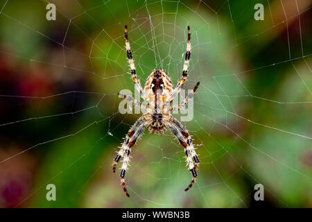 Jardin Araignée européenne (Araneus diadematus) Banque D'Images