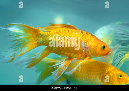 Papillon coloré koi dans l'aquarium. C'est une espèces de poissons ornementaux utilisés pour décorer dans la maison ou le jardin Banque D'Images