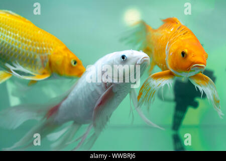 Papillon coloré koi dans l'aquarium. C'est une espèces de poissons ornementaux utilisés pour décorer dans la maison ou le jardin Banque D'Images