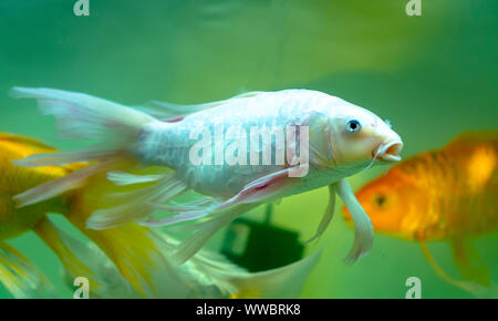 Papillon coloré koi dans l'aquarium. C'est une espèces de poissons ornementaux utilisés pour décorer dans la maison ou le jardin Banque D'Images