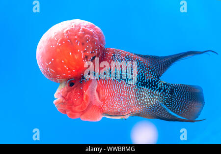 Cichlidés Flowerhorn poissons colorés nager dans l'aquarium. C'est un poisson d'ornement qui symbolise la chance du feng shui dans la chambre Banque D'Images