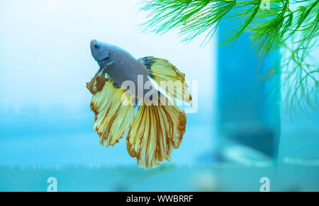 Betta Halfmoon piscine colorée dans l'aquarium. C'est une espèces de poissons ornementaux utilisés pour décorer à la chambre Banque D'Images