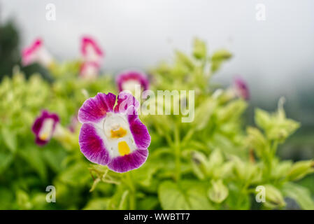 Triangle rose fleur dans la brume. Torenia fournieri en montagne, foggy day Banque D'Images