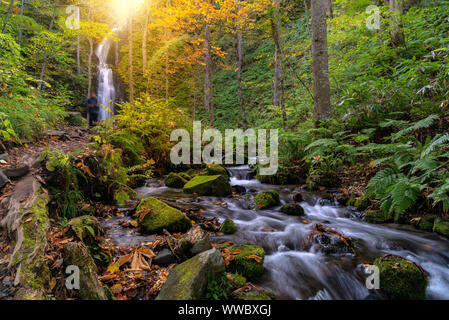 Oirase Automne Automne Paysage de forêt Forêt et cascade à Aomori Japon Tohoku Banque D'Images