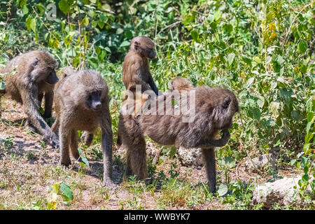 Famille de babouins dans la forêt en Tanzanie, avec la mère portant le bébé sur son dos Banque D'Images