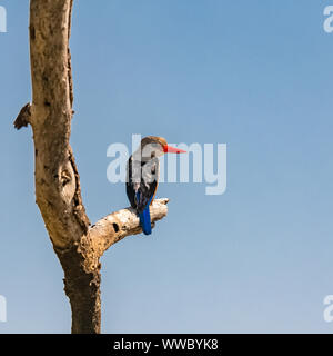 Martin-pêcheur à tête grise, Halcyon leucocephala, oiseau perché sur une branche en Tanzanie Banque D'Images
