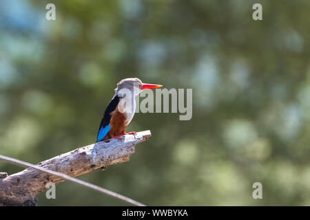 Martin-pêcheur à tête grise, Halcyon leucocephala, oiseau perché sur une branche en Tanzanie Banque D'Images