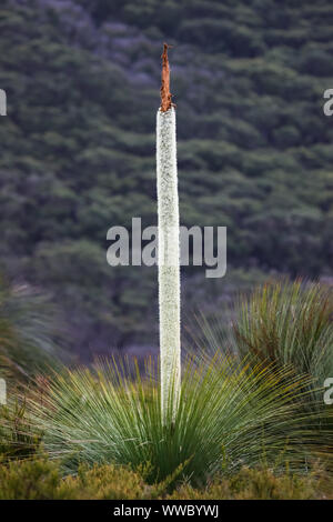 Fleur de l'herbe ou du sud de l'arbre, Wilsons Promontory National Park, Victoria, Australie Banque D'Images