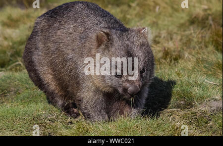 Gros plan d'une itinérance Wombat dans l'herbe, Cradle Mountain NP, Tasmanie Banque D'Images