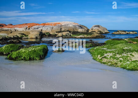 Beaux paysages côtiers avec roches couvertes d'algues vertes et orange lichen, Bay of Fires, Tasmanie, Australie Banque D'Images