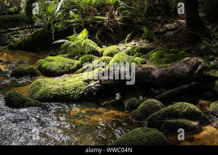 Creek qui coule à travers la forêt inondée de soleil, St Columba Falls, Tasmanie, Australie Banque D'Images