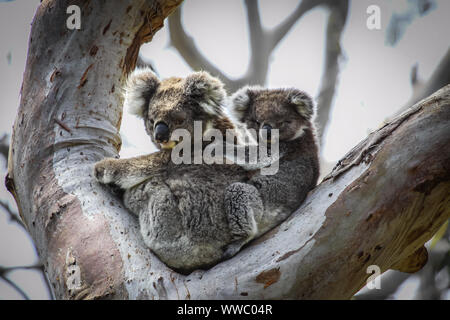 Koala mère avec bébé joey sur son dos assis dans un eucalyptus, face, Grande Otway National Park, Victoria, Australie Banque D'Images