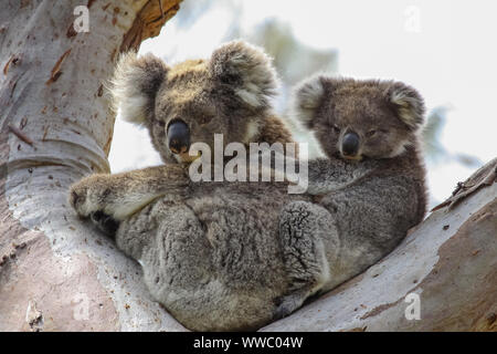 Koala mère avec bébé joey sur son dos assis dans un eucalyptus, face, Grande Otway National Park, Victoria, Australie Banque D'Images