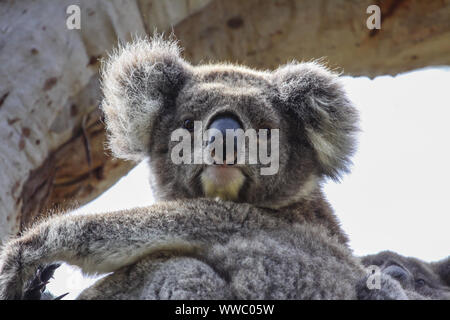 Close up d'un Koala assis sur une branche d'un arbre d'eucalyptus, face, à la grande, d'Otway National Park, Victoria, Australie Banque D'Images