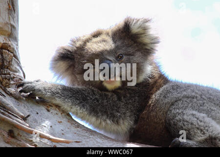 Koala reposant à l'ombre d'un arbre d'eucalyptus, face, Grande Otway National Park, Victoria, Australie Banque D'Images