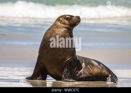 Lion de mer australien sur la plage assis bien droit, Seal Bay, Kangaroo Island, Australie du Sud Banque D'Images