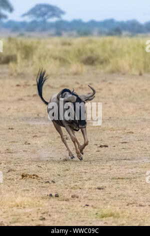 Le gnou, gnu tournant dans la savane en Afrique, dans le Serengeti Banque D'Images