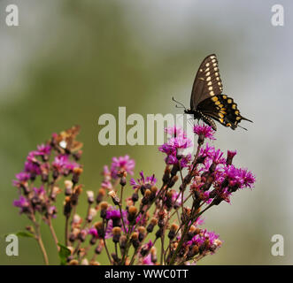 Swallowtail butterfly sur wildflower Banque D'Images