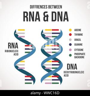 Différences entre l'ADN et l'arn vector icône scientifique spirale de l'ADN et l'ARN Illustration de Vecteur