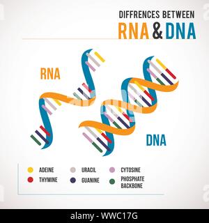 Différences entre l'ADN et l'arn vector icône scientifique spirale de l'ADN et l'ARN Illustration de Vecteur