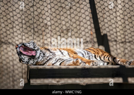 Un tigre adulte moelleux avec une énorme bouche est manifeste. L'Amur tiger est brun avec des rayures noir et blanc. L'ombre de la cellule grille est visible. Banque D'Images