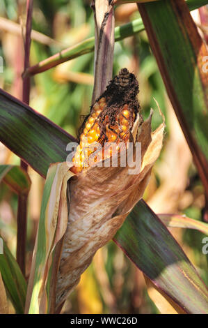 De plus en plus permanent jaune épi couvert par ses feuilles mourant et soies noir dans un champ de maïs Banque D'Images