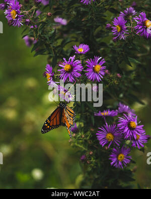 Papillon sur une fleur Banque D'Images