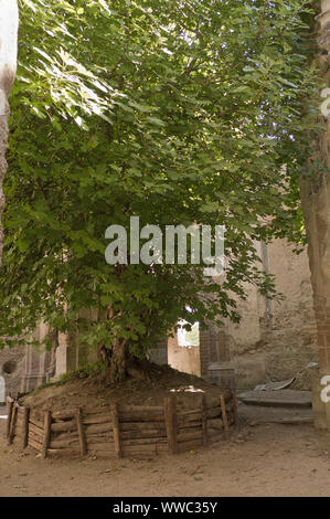 De plus en plus matures figuier à l'intérieur des ruines de l'église de San Bonaventura à monterano nature reserve en Latium Italie Banque D'Images