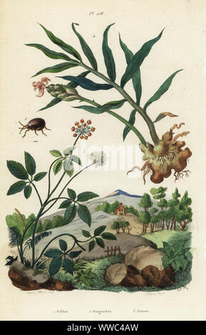 Le gingembre, Zingiber officinale 2, le ginseng, Panax quinquefolius 3, et lisse, Gibbium psylloides du 1. Gibbie, Gingembre, Ginsen. Gravure coloriée par Pfitzer après une illustration par A. Baron de carie Felix-Edouard Guerin-Meneville's Dictionnaire pittoresque d'Histoire Naturelle (Dictionnaire pittoresque d'Histoire Naturelle), Paris, 1834-39. Banque D'Images