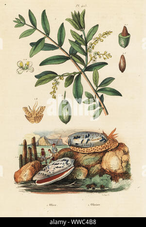 Commun du Pacifique, Miniaceoliva miniacea 1 olive et olivier, Olea europaea 2. Olive, Olivier. Gravure coloriée par du casse après une illustration par Adolph Felix-Edouard Guerin-Meneville de frites's Dictionnaire pittoresque d'Histoire Naturelle (Dictionnaire pittoresque d'Histoire Naturelle), Paris, 1834-39. Banque D'Images