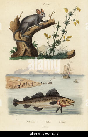 La morue franche, Gadus morhua, vulnérables, morue, Gadus morrhua 1, lady's le gaillet, le Galium verum 2, Sénégal, bushbaby Galago senegalensis 3. Gade morue, gaillet, Galago. Gravure coloriée par Pfitzer après une illustration par A. Baron de carie Felix-Edouard Guerin-Meneville's Dictionnaire pittoresque d'Histoire Naturelle (Dictionnaire pittoresque d'Histoire Naturelle), Paris, 1834-39. Banque D'Images