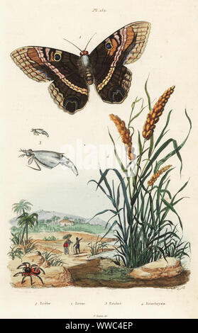 La sorcière noire, Ascalapha odorata 1 coccinelle, araignée, Eresus kollari Eresus ou sandaliatus 2, le zooplancton, Erichtus vitreus 3 et de Cayenne, herbe, Eriochrysis cayennensis 4. Semoir avec les esclaves africains personne dans un champ. Erese Erichte Eribe,,, Eriochrysis. Gravure coloriée par Pfitzer après une illustration par A. Baron de carie Felix-Edouard Guerin-Meneville's Dictionnaire pittoresque d'Histoire Naturelle (Dictionnaire pittoresque d'Histoire Naturelle), Paris, 1834-39. Banque D'Images