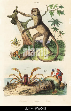 Green Spider huntsman, Micromatta virescens 1, soldat bleu, crabe Mictyris longicarpus 2, et du Nord en voie de disparition, muriqui Brachyteles hypoxanthus 3. Micrommate, Mictire, Mikiri. Gravure coloriée après une illustration par Adolph Felix-Edouard Guerin-Meneville de frites's Dictionnaire pittoresque d'Histoire Naturelle (Dictionnaire pittoresque d'Histoire Naturelle), Paris, 1834-39. Banque D'Images